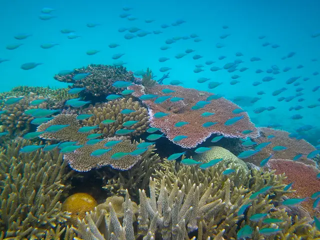 Great Barrier Reef water temperature: Current water temp in the great ...