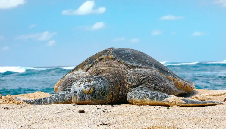 hawaii-water-temperature-forecasts-current-water-temp